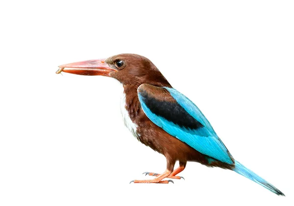 最美丽的蓝鸟 有红色的大喙 白色背景 白喉翠鸟 — 图库照片