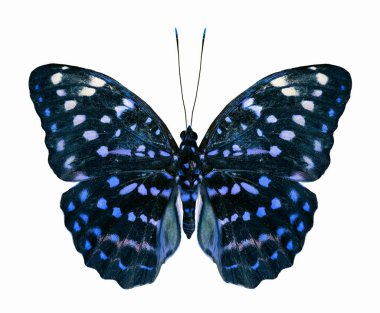 Güzel Mavi Kelebek beyaz arka planda izole edilmiş