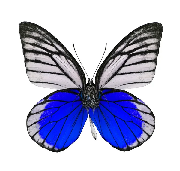 白を基調とした美しい青と白の蝶 — ストック写真