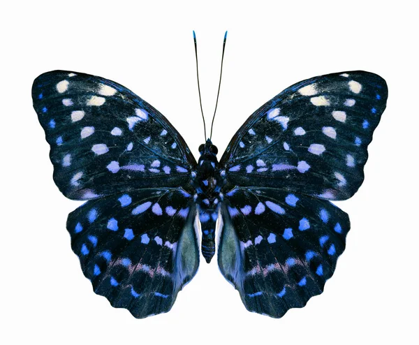 白い背景に隔離された美しい青い蝶 — ストック写真