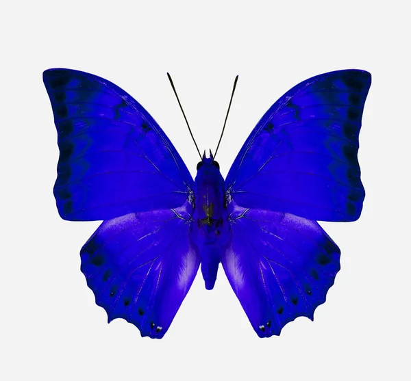 Όμορφη Μπλε Πεταλούδα Απομονωμένη Λευκό Φόντο — Φωτογραφία Αρχείου