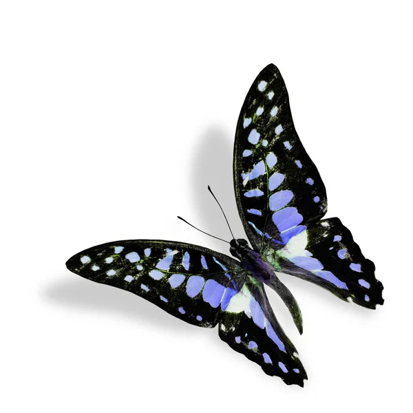 美しいブルーフライング蝶 ファンシーカラーで一般的なジェイ 柔らかい影と白い背景に隔離された — ストック写真