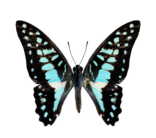 Όμορφη Κοινή Jay Butterfly Φυσικό Χρώμα Προφίλ Απομονώνονται Λευκό Φόντο — Φωτογραφία Αρχείου