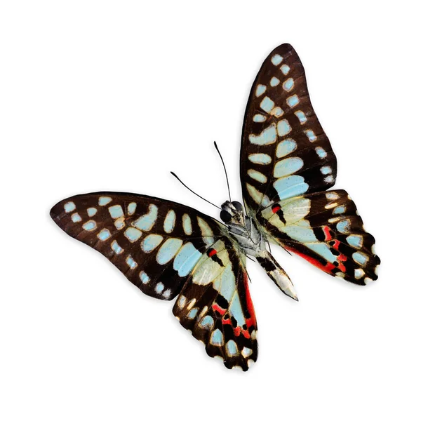 Beautiful Common Jay Butterfly Profil Sayap Bawah Dalam Warna Alami — Stok Foto