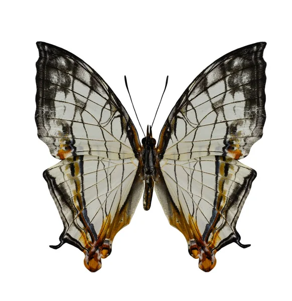 Schöne Landkarte Schmetterling Oberes Flügelprofil Isoliert Auf Weißem Hintergrund Cyristis — Stockfoto
