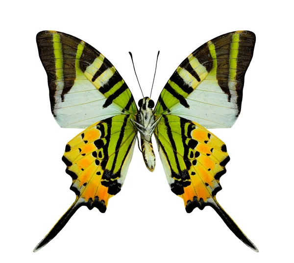 Beautiful Fivebar Swordtail Πεταλούδα Κάτω Πτέρυγα Προφίλ Φυσικό Χρώμα Που — Φωτογραφία Αρχείου