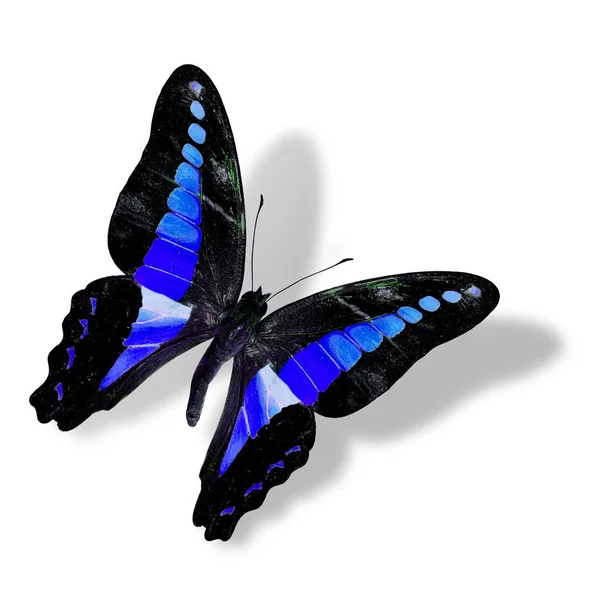柔らかい影と白い背景に隔離された美しいフライングブルーとブラック蝶 — ストック写真