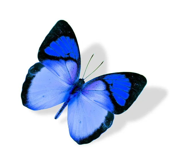Vackra Flygande Blå Fjäril Isolerad Vit Bakgrund Med Mjuk Skugga — Stockfoto