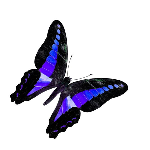 Όμορφη Πετώντας Blue Butterfly Απομονώνονται Λευκό Φόντο — Φωτογραφία Αρχείου