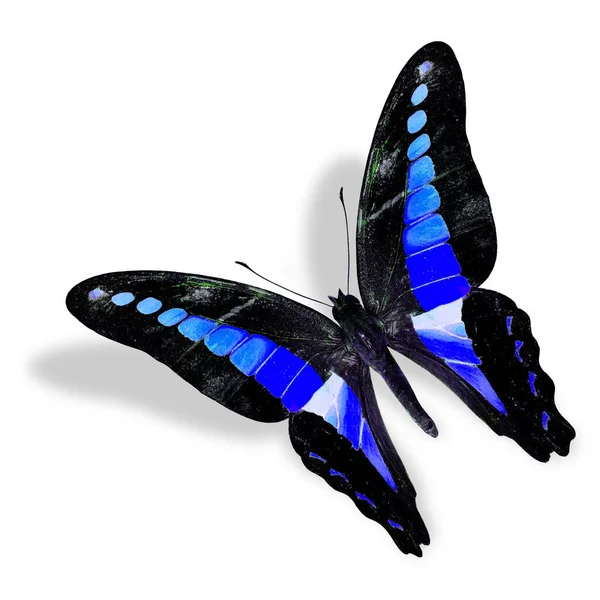 美しいフライングブルー蝶 ファンシーカラーの一般的なブルーボトルは 柔らかい影と白い背景に隔離されています — ストック写真