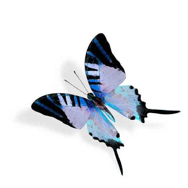 Schöner Fliegender Blauer Schmetterling Fünfblättriger Schwertschwanz — Stockfoto