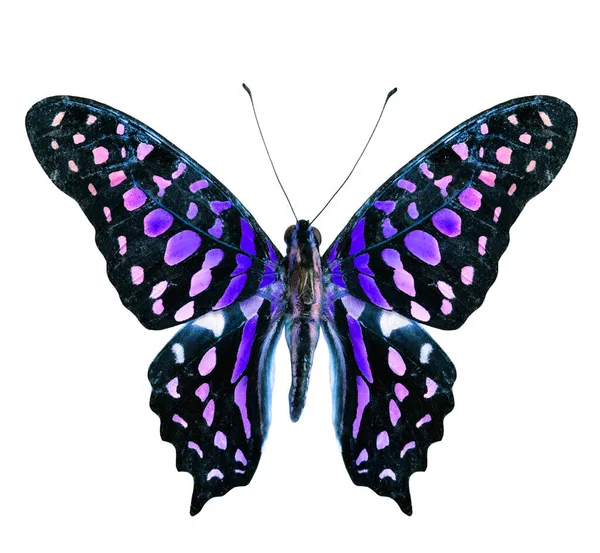 Schöne Fliegende Blaue Fleck Schmetterling Isoliert Auf Weißem Hintergrund — Stockfoto