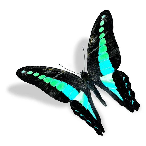 Schöne Flying Common Bluebottle Butterfly Isoliert Auf Weißem Hintergrund Mit — Stockfoto