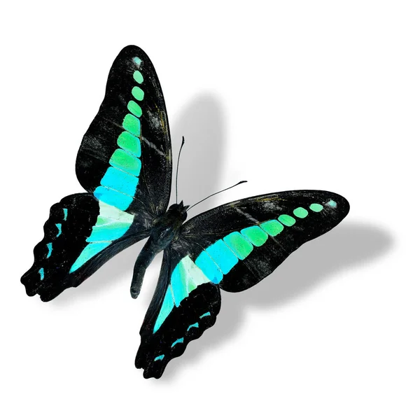 Schöne Flying Common Bluebottle Butterfly Isoliert Auf Weißem Hintergrund — Stockfoto