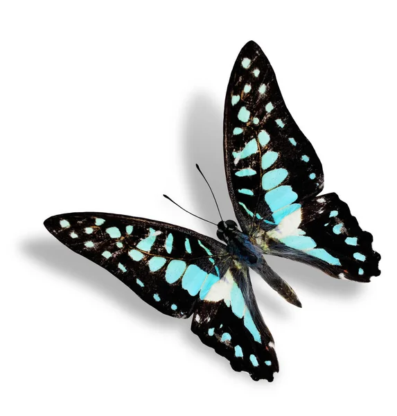 Beautiful Flying Common Jay Butterfly Dalam Profil Warna Alami Terisolasi — Stok Foto