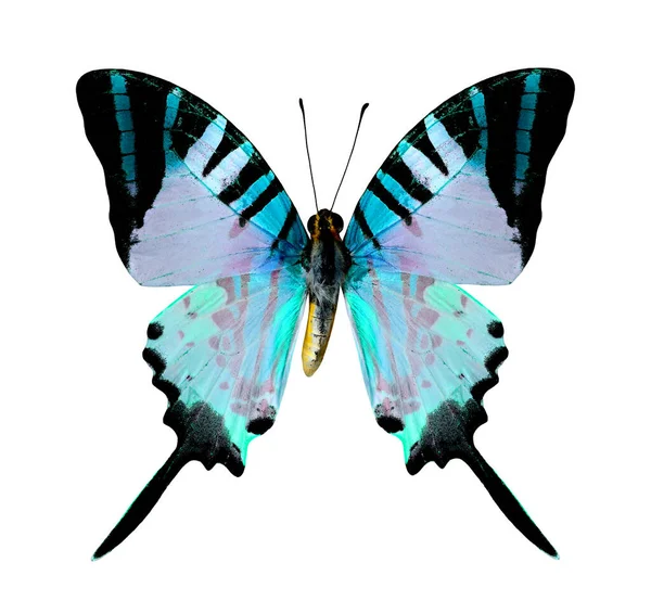 Όμορφη Πετώντας Light Blue Butterfly Απομονώνονται Λευκό Φόντο — Φωτογραφία Αρχείου