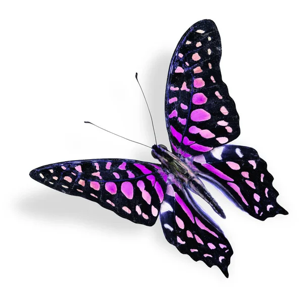 Schöne Flying Pink Fleck Schmetterling Schwanz Eichelhäher Fantasievollen Farben Mit — Stockfoto