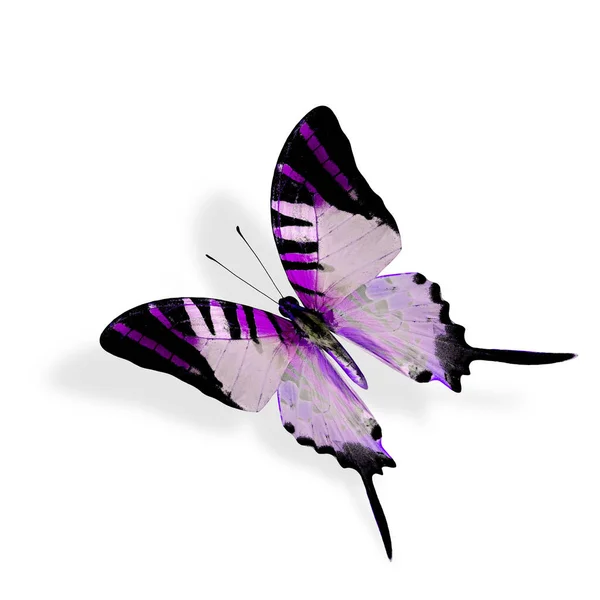 Όμορφη Πετώντας Μωβ Πεταλούδα Fivebar Swordtail — Φωτογραφία Αρχείου