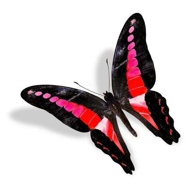 Hermosa Mariposa Roja Voladora Common Bluebottle Color Fantasía Aislado Sobre —  Fotos de Stock