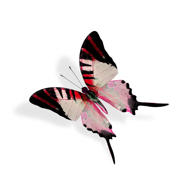 Hermosa Mariposa Roja Voladora Cola Espada Cinco Barras —  Fotos de Stock