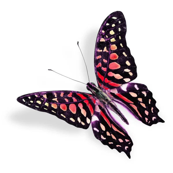 Schöne Flying Red Spot Schmetterling Schwanz Eichelhäher Fantasievollen Farben Mit — Stockfoto