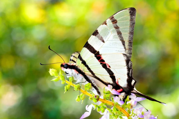 美丽的四只蝴蝶栖息在色彩斑斓的花朵上 — 图库照片