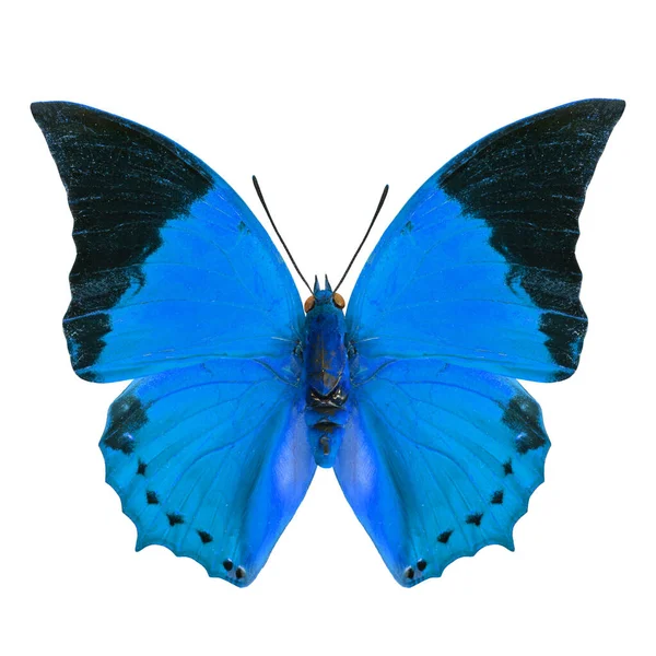 Beau Papillon Bleu Isolé Sur Fond Blanc Dans Profil Couleur Images De Stock Libres De Droits