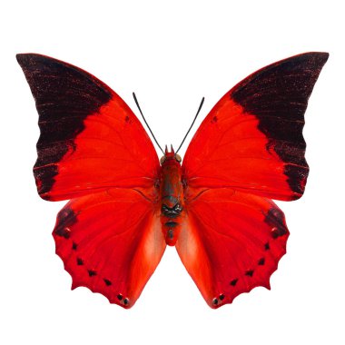 Best of Red butterfly isolated on white background in fancy color profile clipart