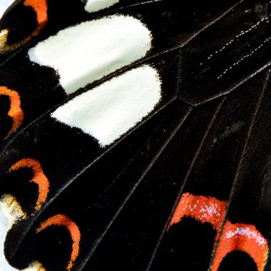 Kırmızı Helen Kelebeği 'nin kanat derisini kapatın. Detayları çok güzel.