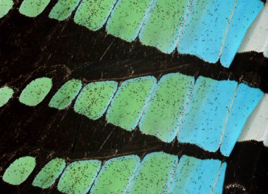 Yaygın Bluebottle Kelebek kanatlarının dokusu