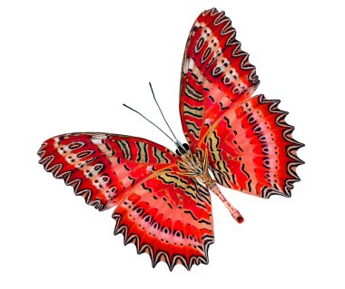 En Büyük Kırmızı Lacewing Kelebeği alt kısmı beyaz arkaplanda izole