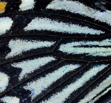 Zebra Kelebek Kanadı 'nın bir parçası.