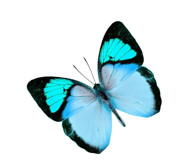 美丽的浅蓝色蝴蝶在白色背景下独立飞行 — 图库照片