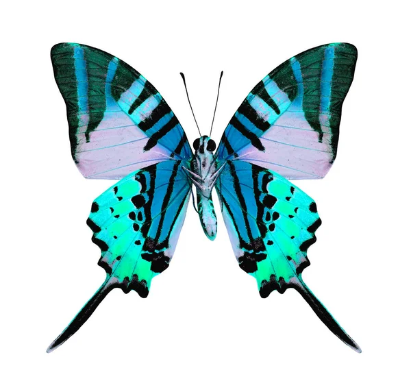 Όμορφη Γαλάζια Πεταλούδα Φανταχτερό Χρώμα Που Απομονώνεται Λευκό Φόντο — Φωτογραφία Αρχείου