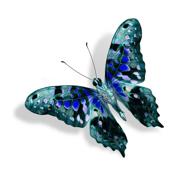 Indah Nice Blue Butterfly Terisolasi Pada Latar Belakang Putih — Stok Foto