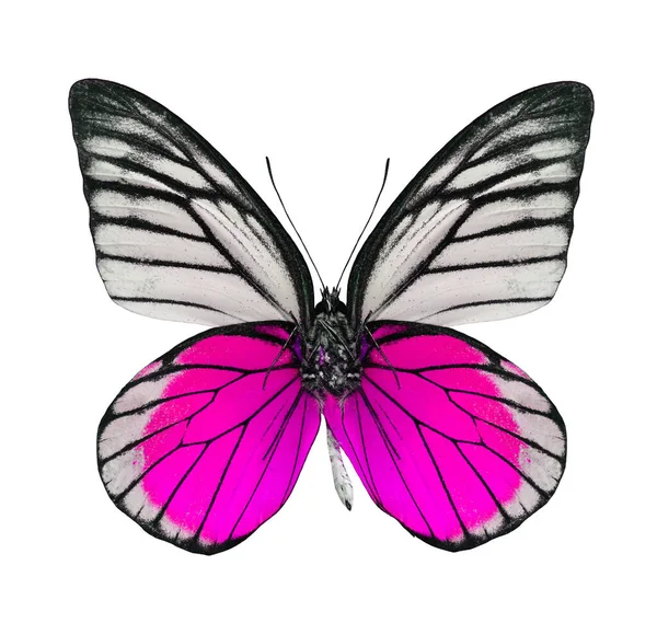 Schöne Rosa Und Weiße Schmetterling Isoliert Auf Weißem Hintergrund — Stockfoto