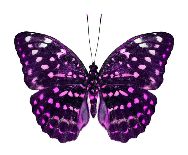 Schöne Rosa Fleck Schmetterling Isoliert Auf Weißem Hintergrund — Stockfoto