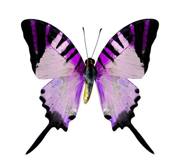 Beautiful Purple Butterfly Isolated White Background — Stock Photo, Image