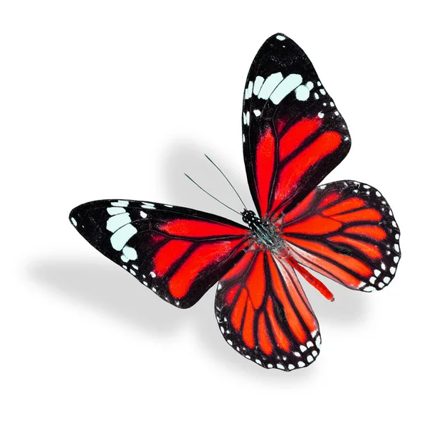 Mooie Rode Vlinder Vliegen Gemeenschappelijke Tijger Geïsoleerd Witte Achtergrond Met — Stockfoto