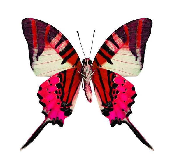 Όμορφη Κόκκινη Πεταλούδα Φανταχτερό Χρώμα Απομονώνονται Λευκό Φόντο — Φωτογραφία Αρχείου