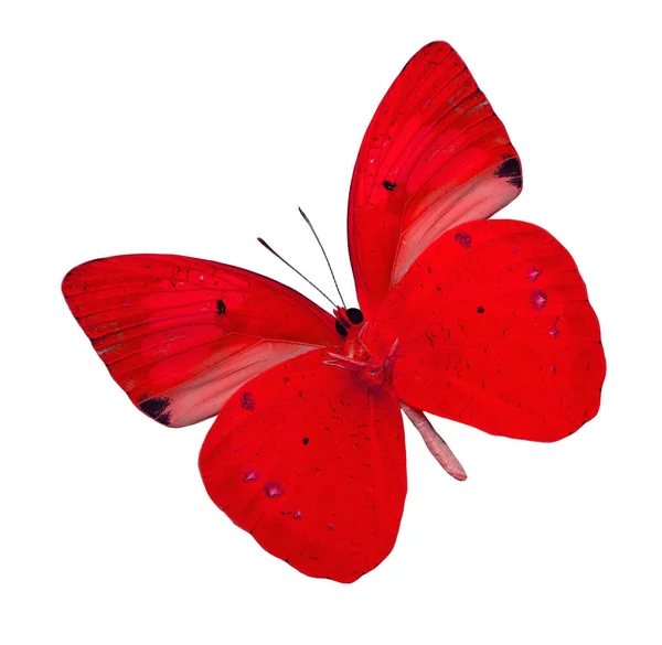 Beautiful Red Butterfly Isolated White Background Yellow Orange Tip Butterfly — Stock Photo, Image