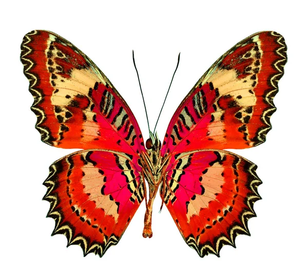 Hermosa Mariposa Voladora Roja Aislada Sobre Fondo Blanco —  Fotos de Stock