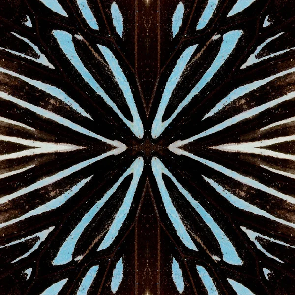 蝶の羽から黒と青の背景テクスチャコンパイル — ストック写真