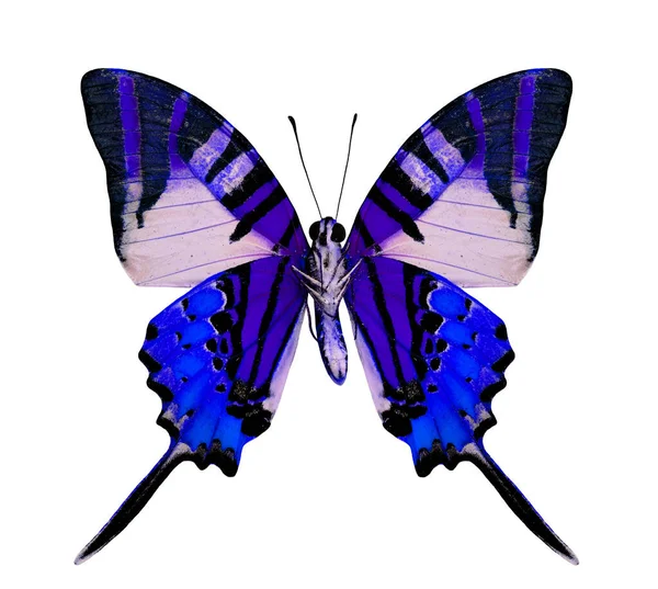 Μπλε Πεταλούδα Φανταχτερό Χρώμα Που Απομονώνεται Λευκό Φόντο — Φωτογραφία Αρχείου