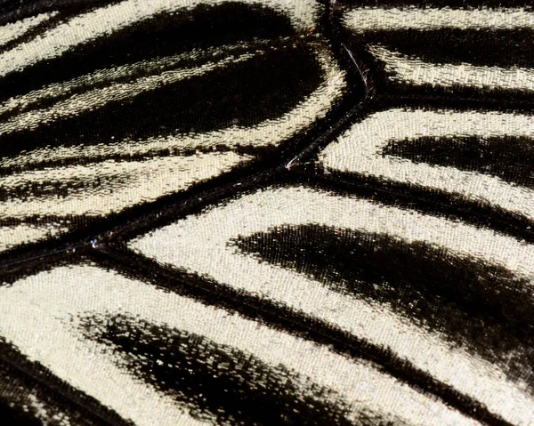 Закрыть Крыло Бабочки Крыла Птицы Большой Текстуре Рисунке — стоковое фото