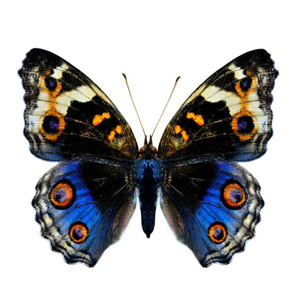 ดโปรไฟล กบนของ Blue Pansy Butterfly Junonia Orithya ในส ธรรมชาต แยกจากพ — ภาพถ่ายสต็อก