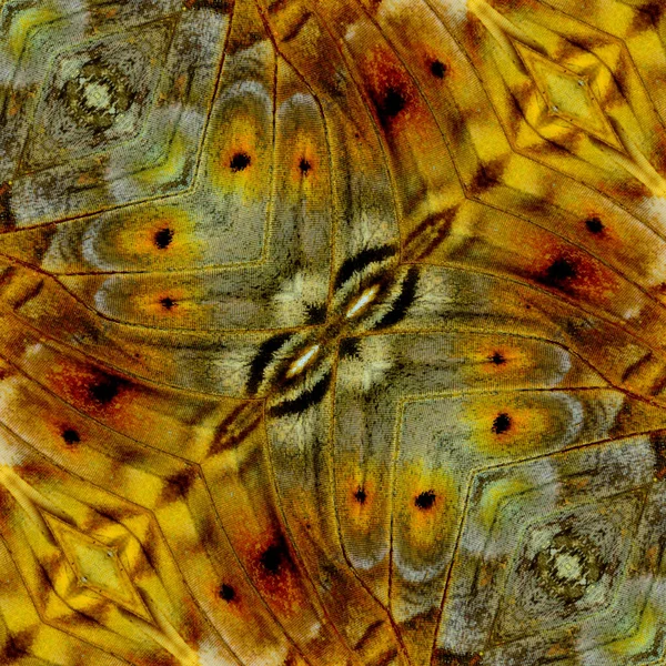 나비의 무늬로 만들어 질감을 가까이 — 스톡 사진