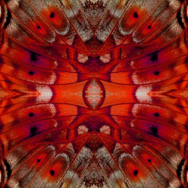 蝴蝶翅膀图案红色背景纹理的近景 — 图库照片