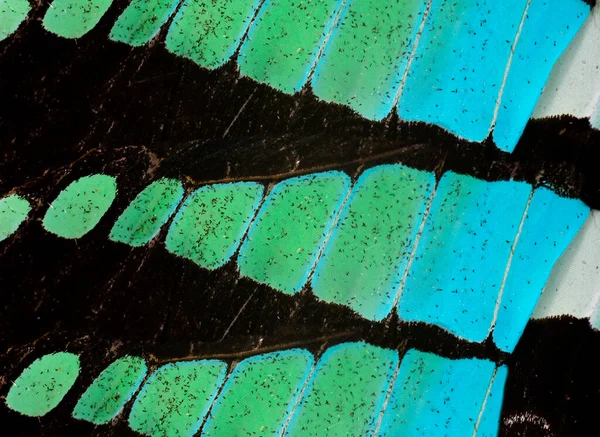 Zamknij Teksturę Common Bluebottle Skrzydła Motyla — Zdjęcie stockowe