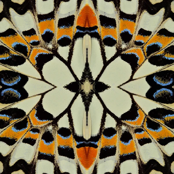 Kelebek Kanatlarından Yapılmış Renkli Arkaplan Deseni — Stok fotoğraf